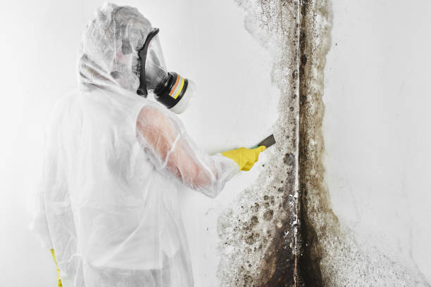 Best Post-Flood Mold Remediation in Carrollton, OH