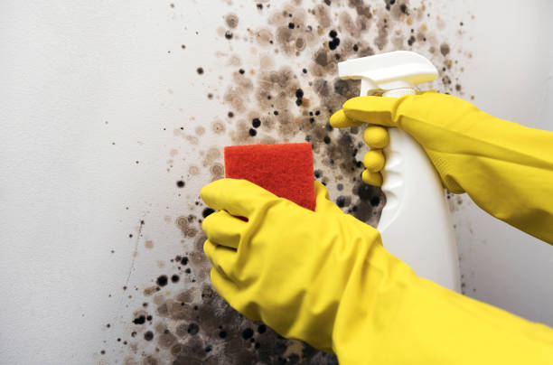 Best DIY Mold Remediation Support Services in Carrollton, OH